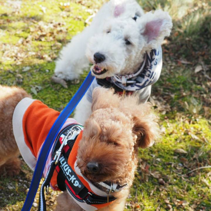 Bfedc926 49b8 4d43 b1ea 2d55f87ba1af 1509767789657