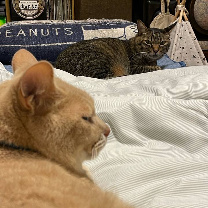 Bff3fd50 500f 4c4b a4b0 782daa9a3ebf 1694440501820