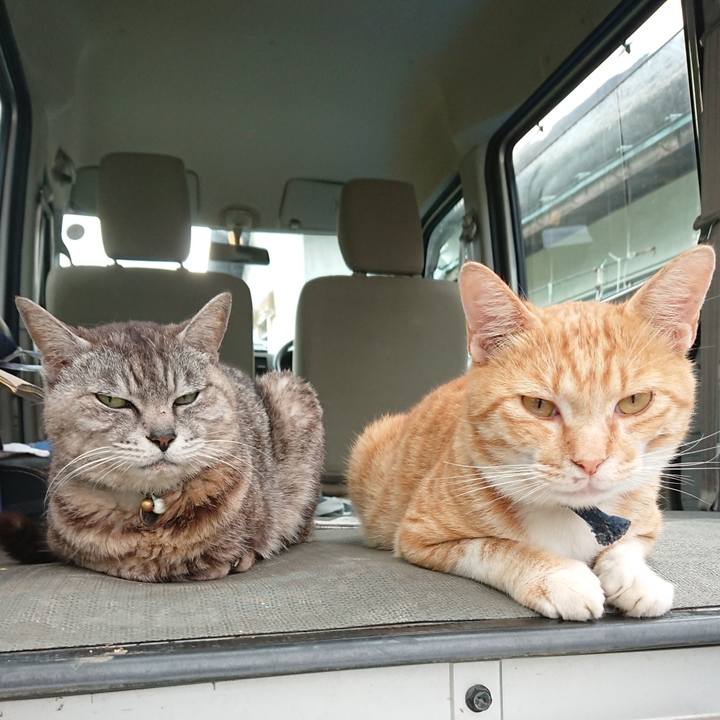 Bff5c2f3 ee37 4cc4 8c60 8cc943778f87 1563269190073