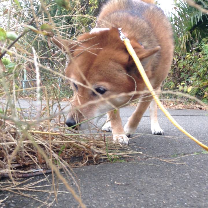 Bff7b153 87cc 4e72 8a72 6aa2bdcb3fe9 1510624171875