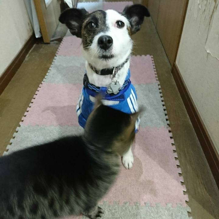 Bffe7217 bf04 470b a0ec 3d27821319c9 1514036148947