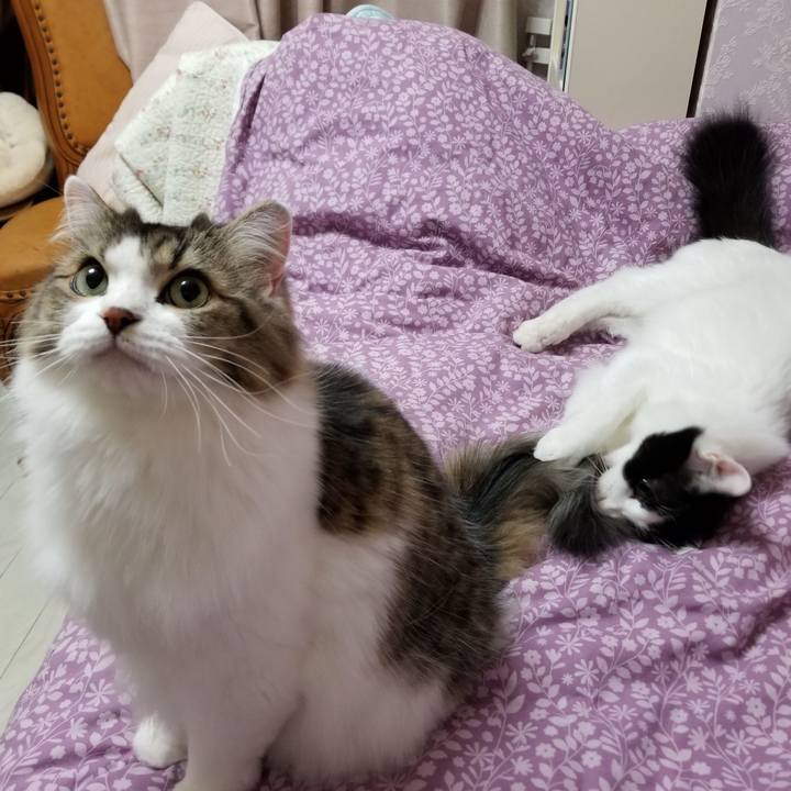 Bffe83f4 517b 4e38 9014 402ad7bc8a1d 1540215110917