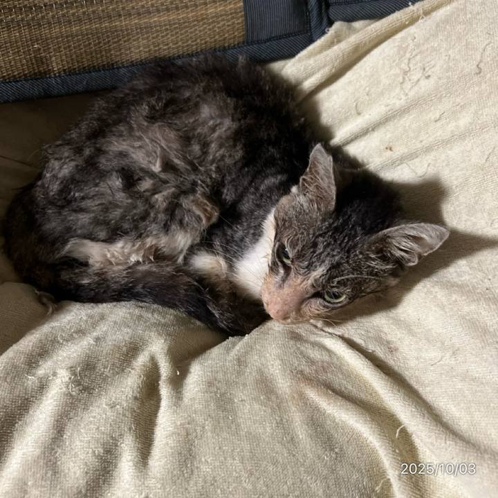 C0020860 d899 4b70 8ef8 2152c6cf7bf8 1759443589802