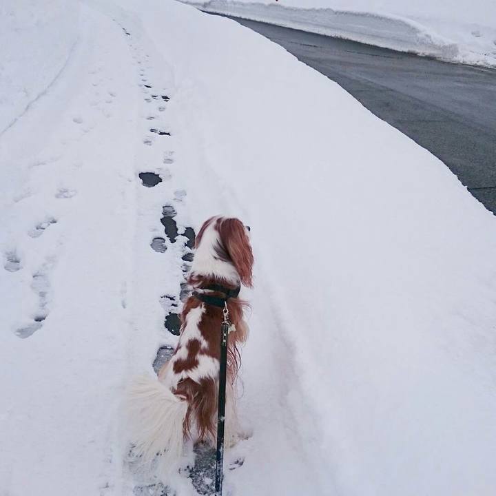 C002c186 ddc8 4c90 b959 e171c4f2b3c8 1517819796488