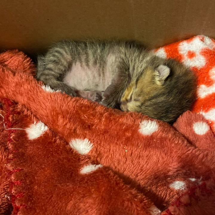 C004ddfc fb03 45e0 a3bc 371e08f88aeb 1617973009289