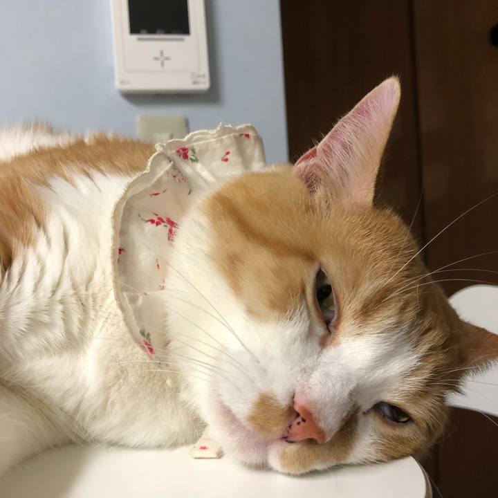 C0058b69 87df 4a3c ba41 9275c0b87159 1533397549197