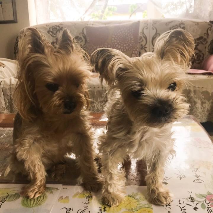 C005b0ef 8bd3 40aa a57b 1c6f13ef93b2 1563954679506