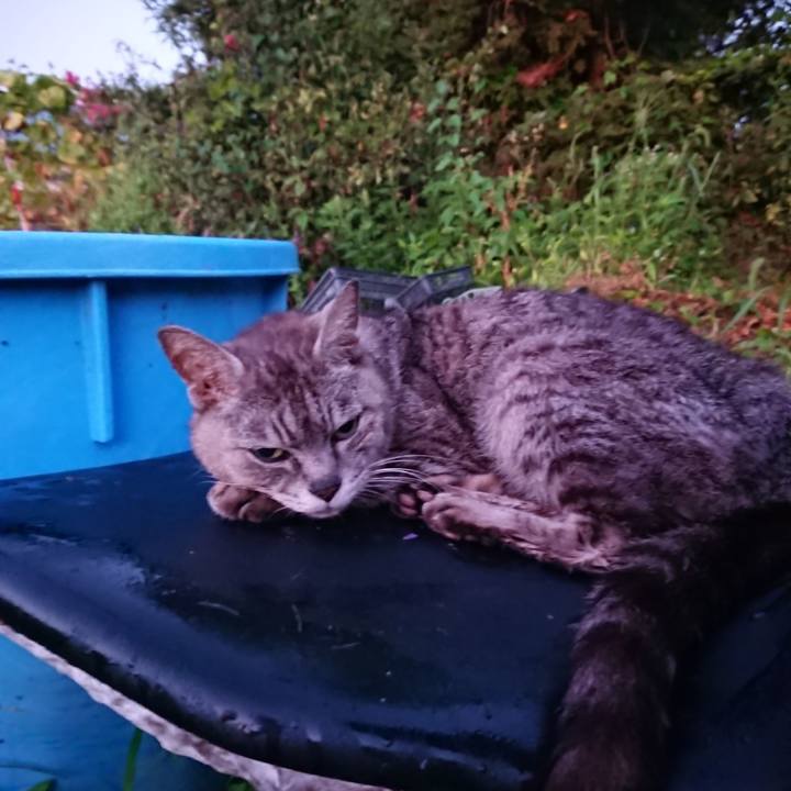 C006f10e 7719 43cf a325 a361fff3d2d2 1598557753924