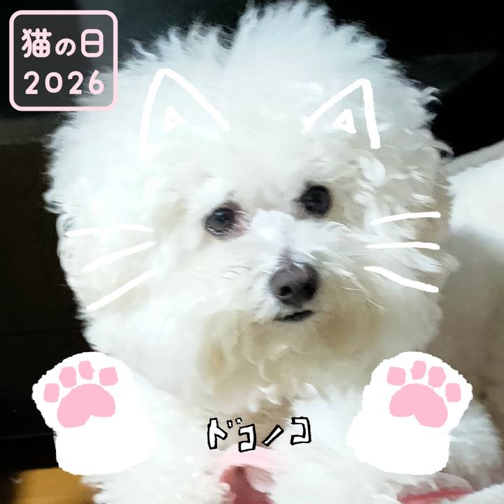 C0072737 8216 4dc9 a2ba d987f7162062 1771712661642