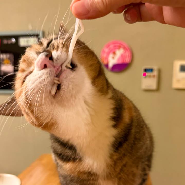 C009cc5c 85b8 48c5 8897 528b82f8a0e6 1769772890802