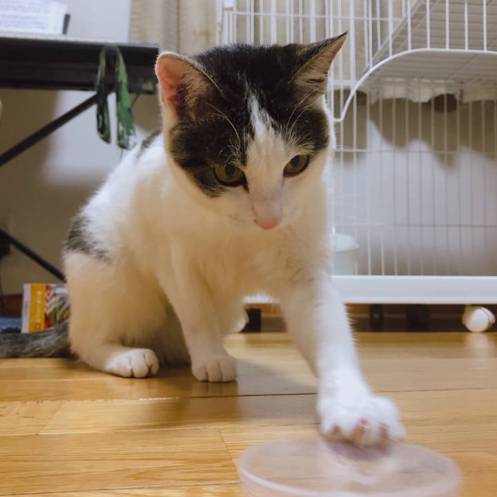 C0136517 c708 4bf8 a5f8 3268dc7c8039 1593937129206