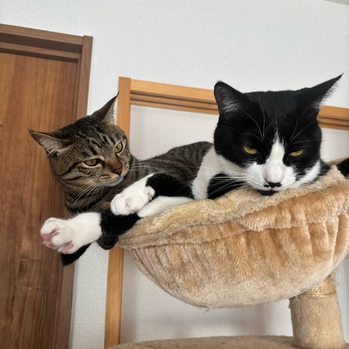 C0146b82 11a9 469a 86fb 7d82d4252d48 1764725263336