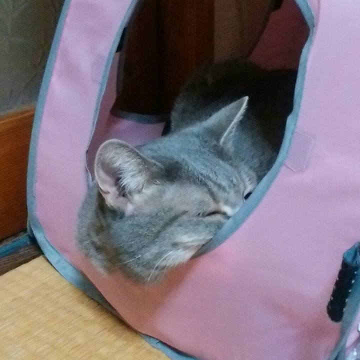 C01826be 7b2d 4a57 9dcb b6d4228fb6e5 1533638481493