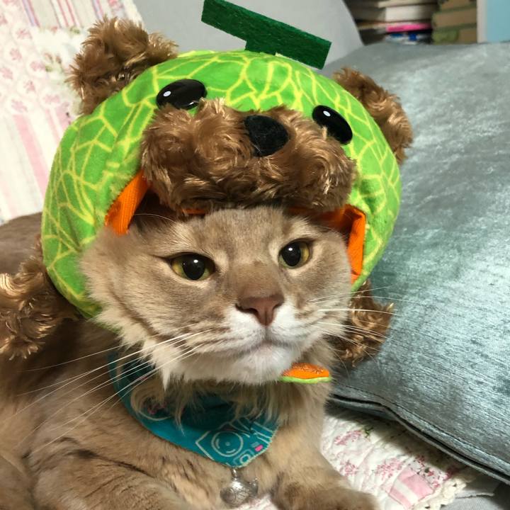 C01af488 af5c 483f 985b a00ae3cca5bb 1641802442490