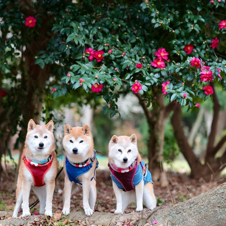 C01c53f9 9e30 476d bb4e fce12eb5dee9 1766159837682