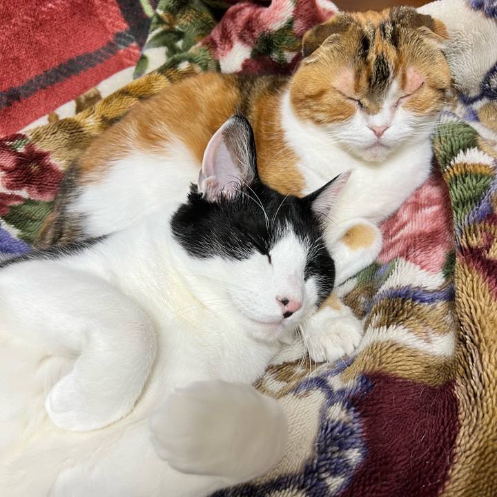 C01d2c18 2d6f 4587 b29a 54d426501113 1708179347198