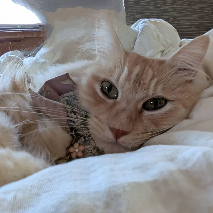 C0206c8b a9b9 4a11 ad8f 7533ac368646 1728947538412