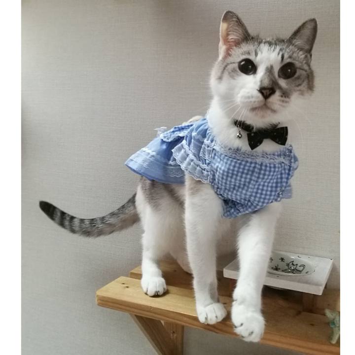 C027bc7b 8445 42af aeaa e02b033821d8 1528273885912