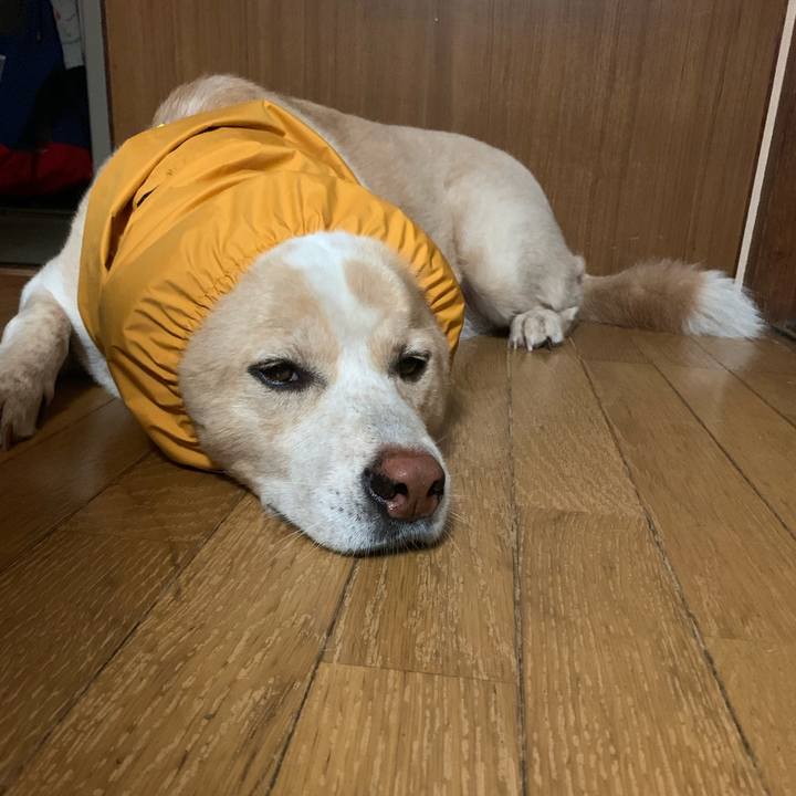 C02d3ea8 950d 4ca0 a8b6 8c33332fdeaa 1562073150266