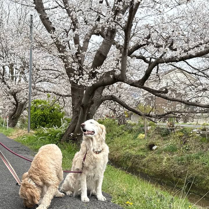 C02eae85 3c6d 4c16 a5a8 98466728942d 1743574311040