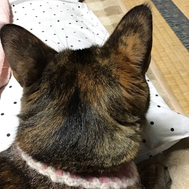 C0308b9b 8a35 4634 bdd1 ac04eaa12209 1668774581857