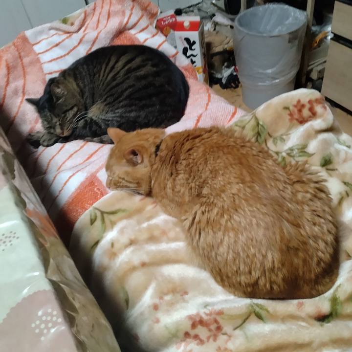 C03174df 6415 4ac1 a718 fa4daa2a50c4 1737792459581