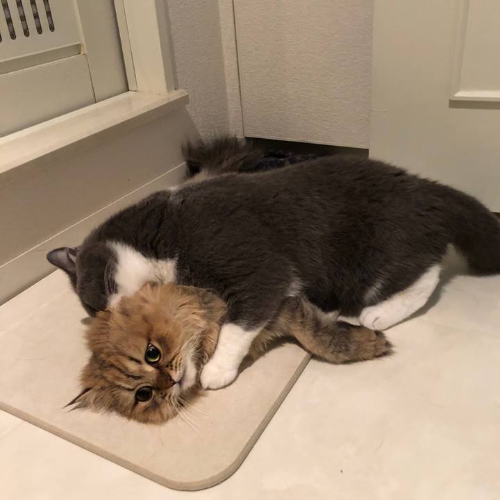 C035030e 776e 4004 b4ac 1dd5f5710f10 1528933394786