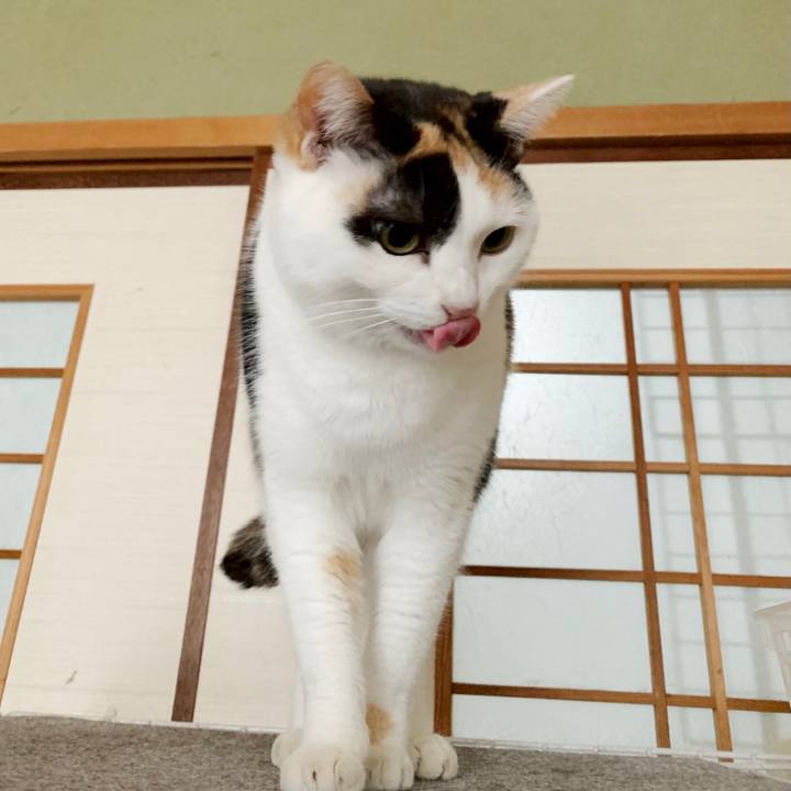 C03715e2 7476 41ab ae92 fd4f7136ebd9 1552183399635