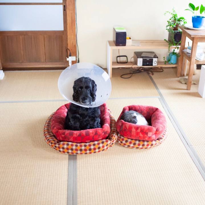 C0384856 a919 4383 9681 b540cd228ea4 1606449731275