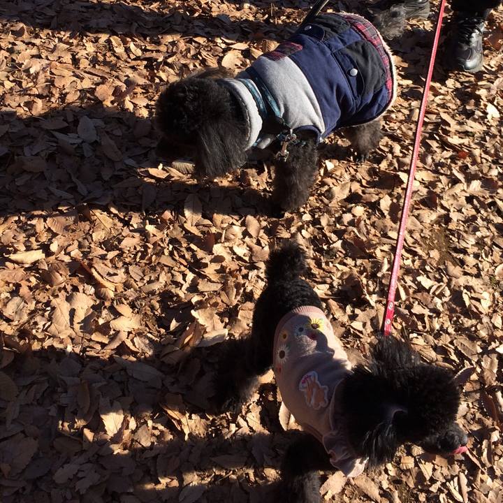 C039744d 54f1 453b 8cbb d4af1230d57a 1513143250660