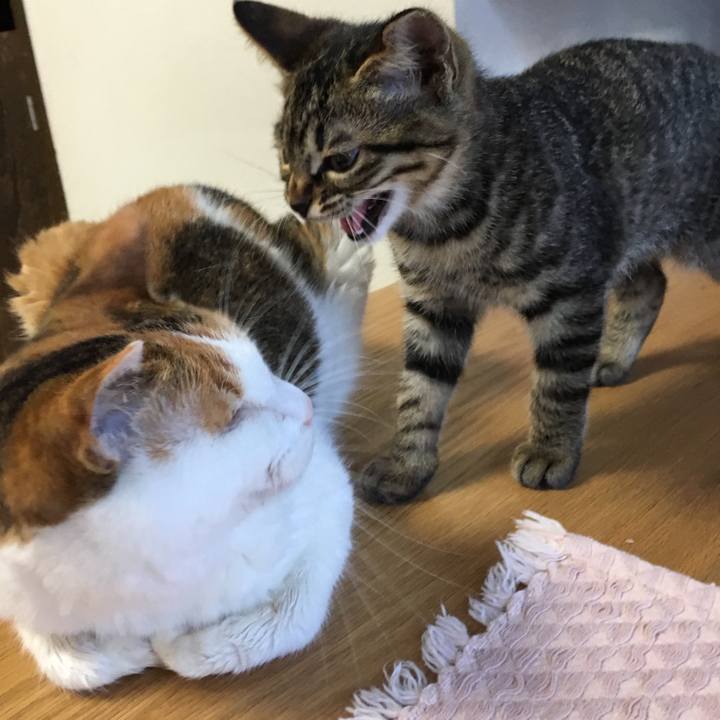 C03a2cc3 dbb3 4de4 9445 3e32e6cdf785 1530514286452