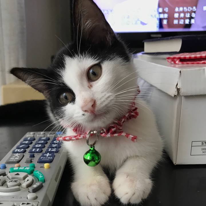 C03c5f1d ced0 4a10 9616 a637fc388ed4 1508487695178