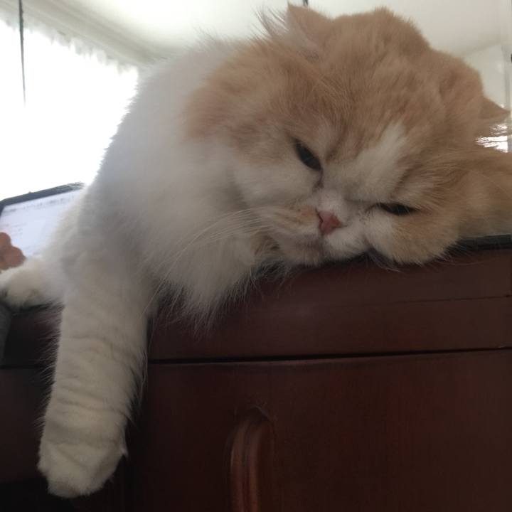 C03e1897 5201 405e b5c5 85ee18265d78 1590122970724