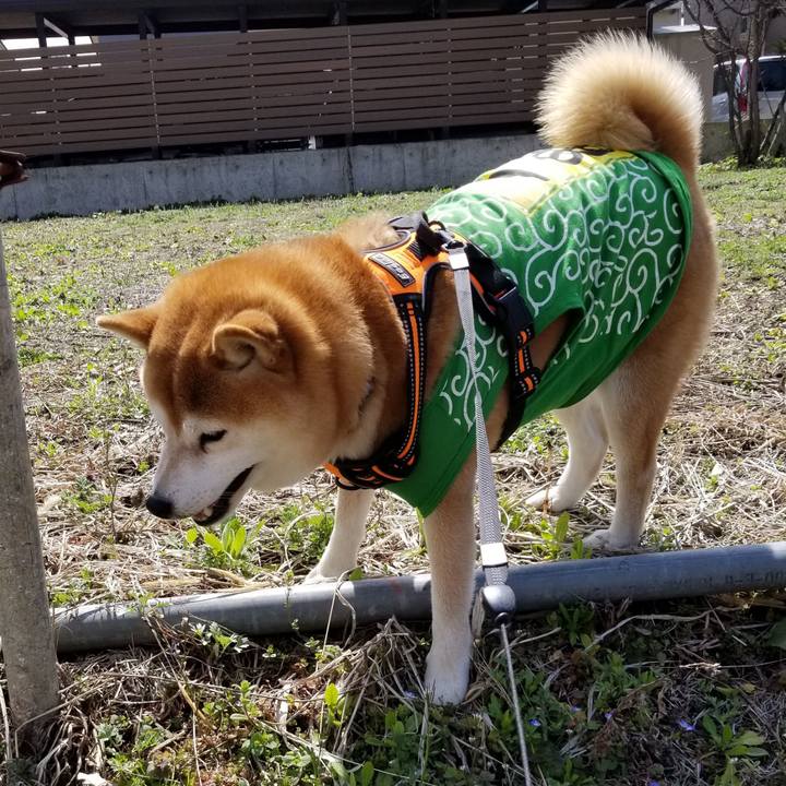 C03eb769 7b66 453a 8024 0f7c442ceeac 1585646225006