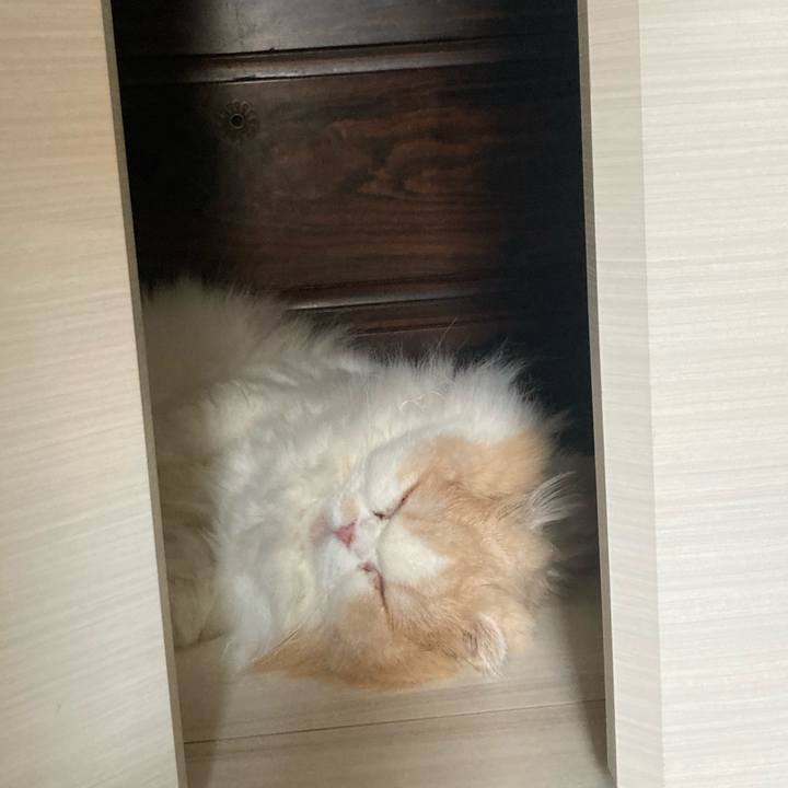 C03fc3f1 c5d8 41a6 81a0 1d3ff7086208 1656764754766