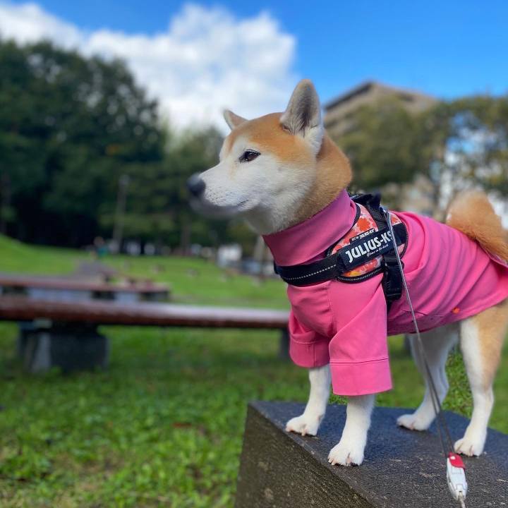 C0419194 2773 4e1d 84df 7873d06bf558 1665488752942