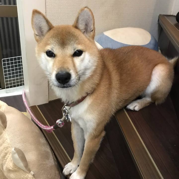 C045520c bc1a 4fac b50a c6e2b3cea62d 1546270222941