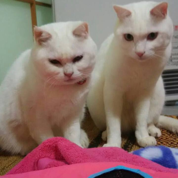 C046523c bcbf 4230 8bc0 913ba0f60f0f 1534597817390