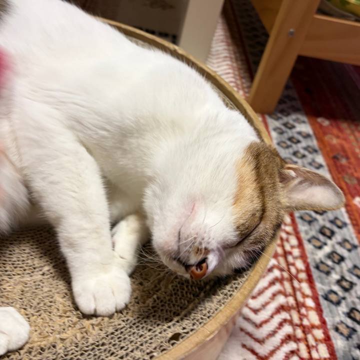 C0482b16 bdac 47e7 b98f fcc4ffce59d6 1764062939620