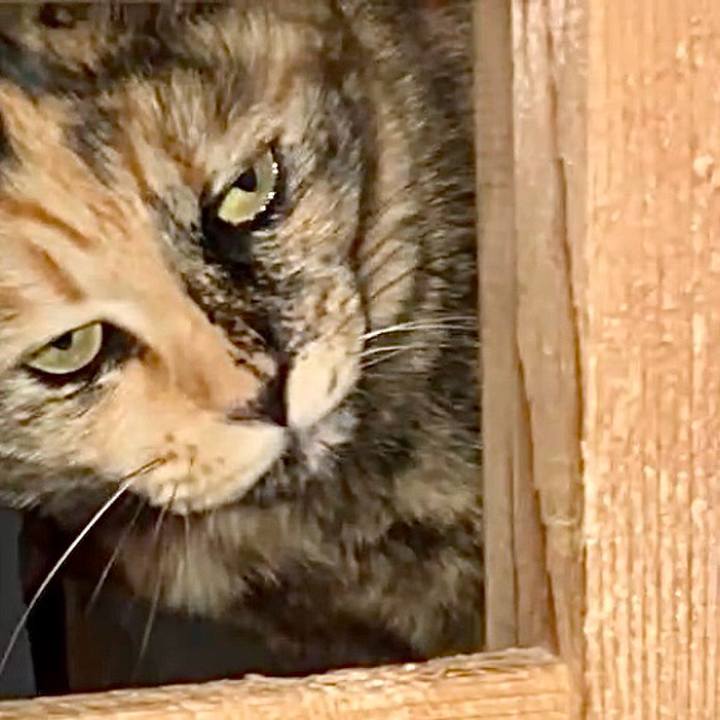 C049bb40 4c93 419b b573 a68b099cb5c0 1742499972127