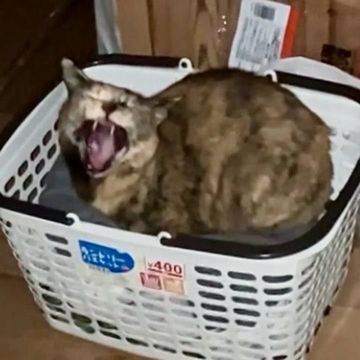 C04a7e89 0d2a 4663 bb70 b1d22668f606 1741118810889