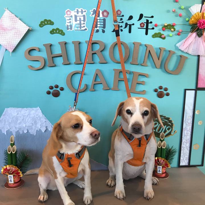 C051309b 280e 4bb6 9141 e5215d901077 1546672760241