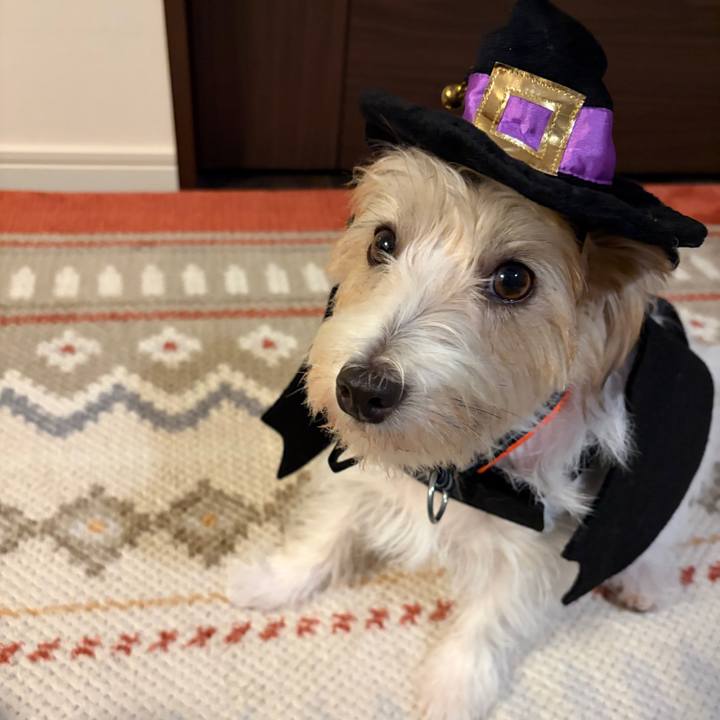 C05258ef 5e87 46ce 89d5 59906ba0ed41 1761912477140