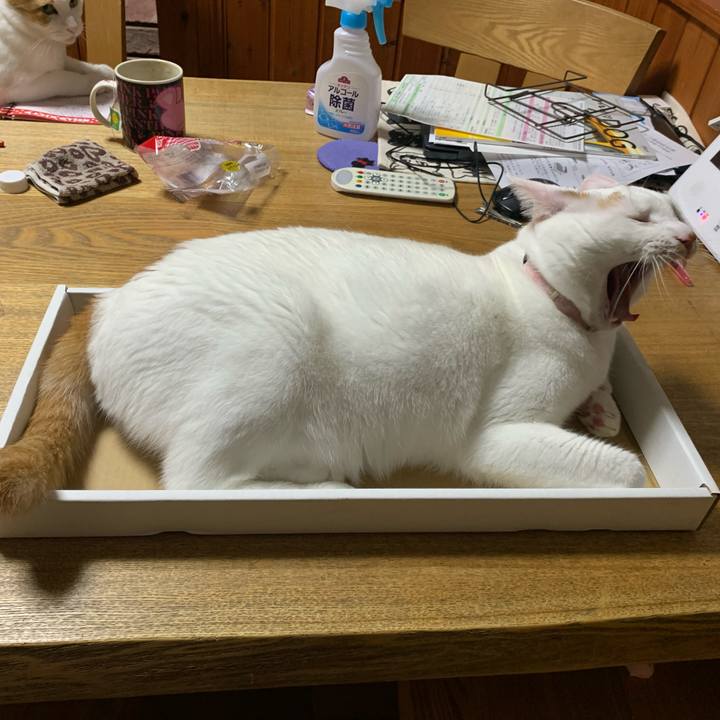 C0527032 9bc4 4e00 9a18 4b394f63878d 1592833884041