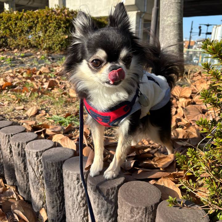 C05595fe f567 4b45 b01c cd238e803381 1764520728638