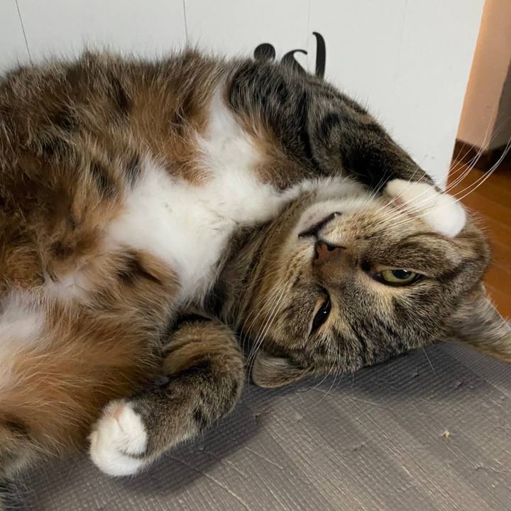 C0578d17 794e 4b3d ba65 a9461e7365a1 1621328728799