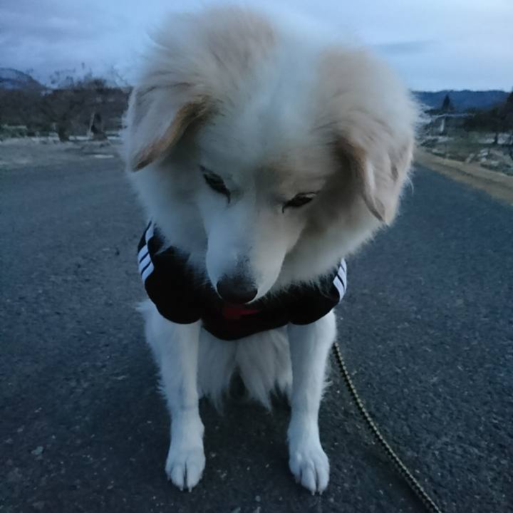 C057ad03 c943 4be1 b2be 8a98482ec1ef 1513286954325