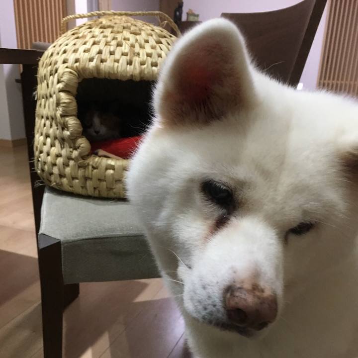 C057cc3b dc3a 409c a4f4 ba47bf5e121d 1510234108246