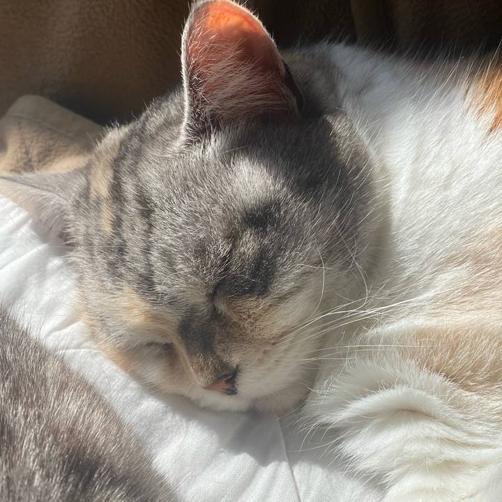 C05a79f1 71cc 496d bf3b b422d376814c 1739601708315