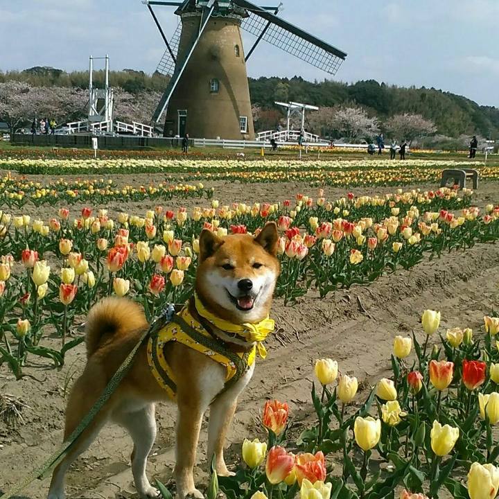 C05c4dbd dee3 4d8c 9a09 4e689c4baffc 1522562405455